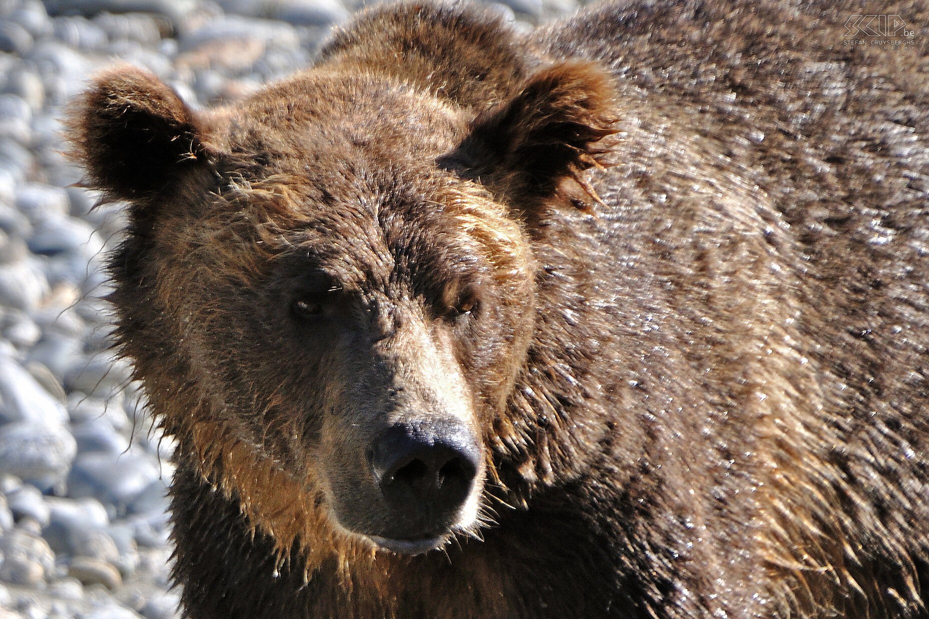 Bute Inlet - Bruine beer  Stefan Cruysberghs